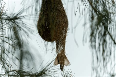 鳥圖|10,441,406 個「鳥」相關素材，包含圖片、庫存照片。